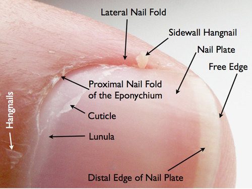 Katie barnes nail anatomy