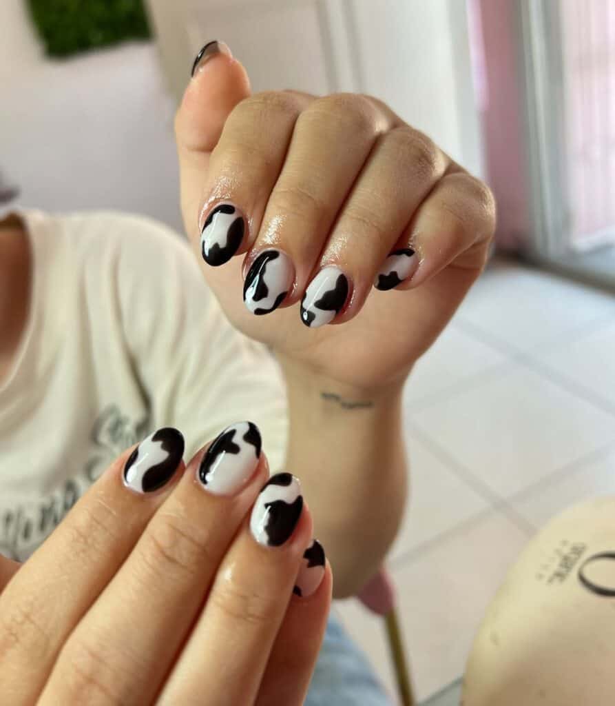 Pintatelasunas xalapa